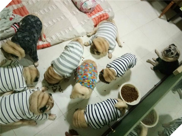 9 chú chó Pug ''núc ních'', tròn vo mặc đồng phục khiến dân mạng đổ gục vì quá dễ thương