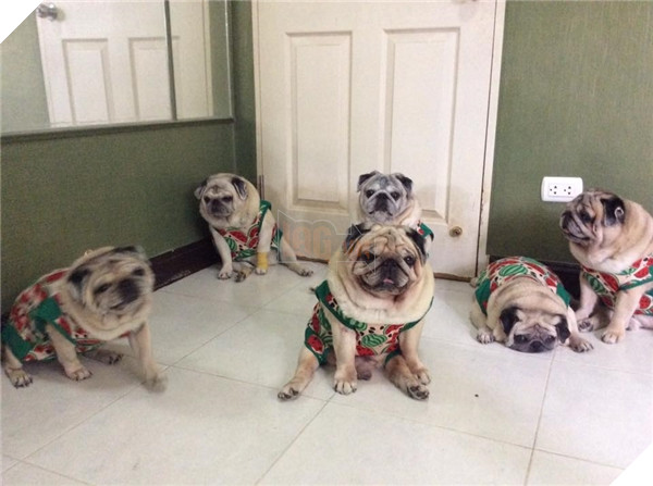 9 chú chó Pug ''núc ních'', tròn vo mặc đồng phục khiến dân mạng đổ gục vì quá dễ thương