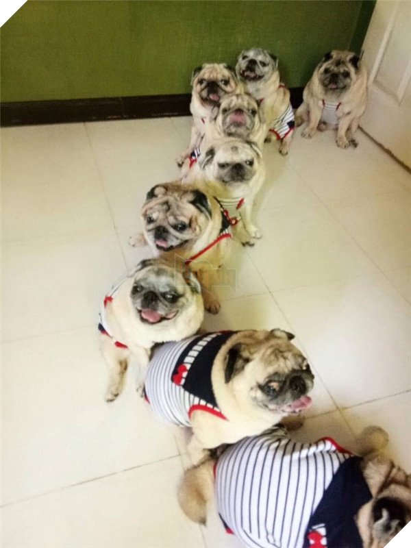 9 chú chó Pug ''núc ních'', tròn vo mặc đồng phục khiến dân mạng đổ gục vì quá dễ thương