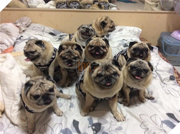 
Có ai phân biệt được những gương mặt này không?