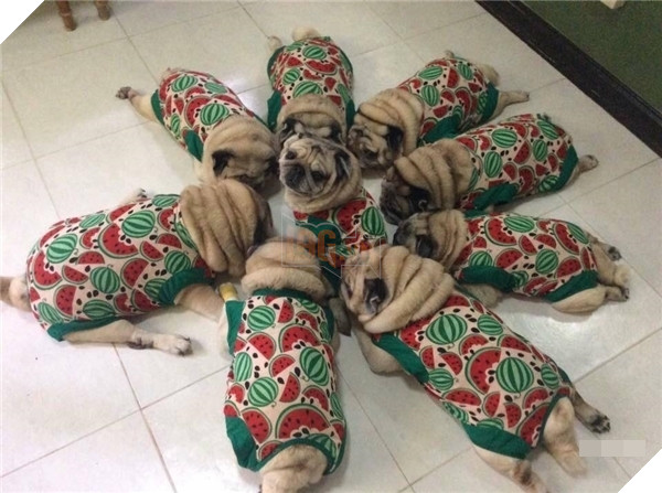
Đàn chó Pug 9 con với bộ đồng phục dưa hấu ''siêu cấp dễ thương'' 