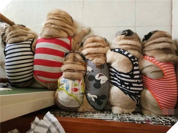 9 chú chó Pug ''núc ních'', tròn vo mặc đồng phục khiến dân mạng đổ gục vì quá dễ thương