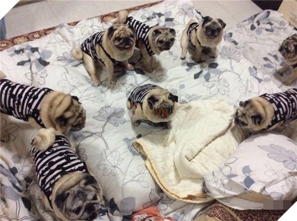 9 chú chó Pug ''núc ních'', tròn vo mặc đồng phục khiến dân mạng đổ gục vì quá dễ thương