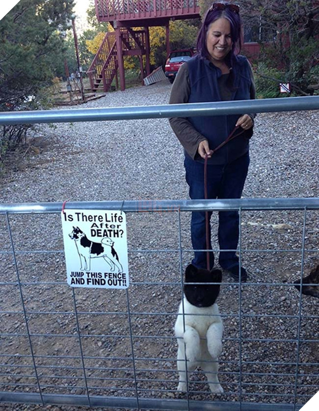 chú chó thân trắng đầu đen