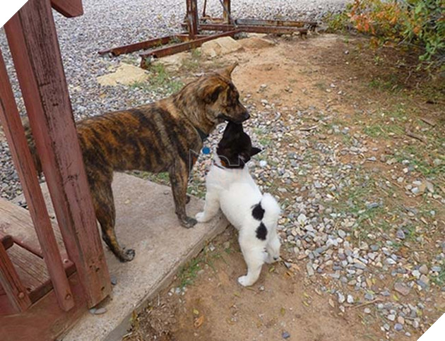 chú chó thân trắng đầu đen