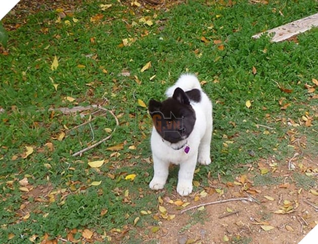 chú chó thân trắng đầu đen