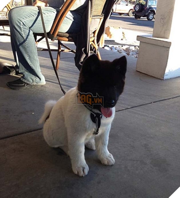 chú chó thân trắng đầu đen