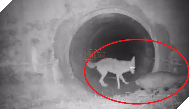 Cảnh cặp đôi sói hoang và chồn lửng rủ nhau khám phá đường hầm khiến dân mạng phát sốt vì đáng yêu hệt như trong phim - Ảnh 1.