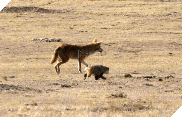 Cảnh cặp đ&#244;i s&#243;i hoang v&#224; chồn lửng rủ nhau kh&#225;m ph&#225; đường hầm khiến d&#226;n mạng ph&#225;t sốt v&#236; đ&#225;ng y&#234;u hệt như trong phim - Ảnh 3.