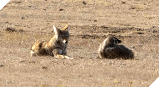 Cảnh cặp đ&#244;i s&#243;i hoang v&#224; chồn lửng rủ nhau kh&#225;m ph&#225; đường hầm khiến d&#226;n mạng ph&#225;t sốt v&#236; đ&#225;ng y&#234;u hệt như trong phim - Ảnh 3.