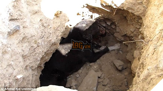 
Chú chó bị trọng thương trốn trong một cái hố tại công trường. (Ảnh: Internet)