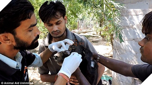 Xót xa chú chó bị dòi ăn sống toàn bộ khuôn mặt