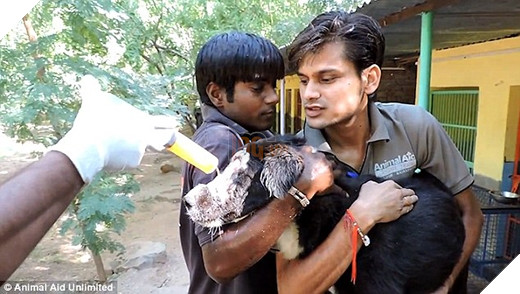 Xót xa chú chó bị dòi ăn sống toàn bộ khuôn mặt