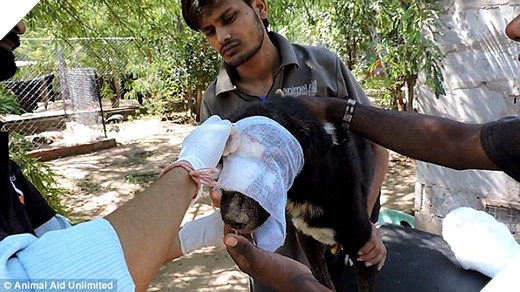 
Các nhân viên diệt đám dòi và lau rửa vết thương cho chú chó đáng thương. (Ảnh: Internet)