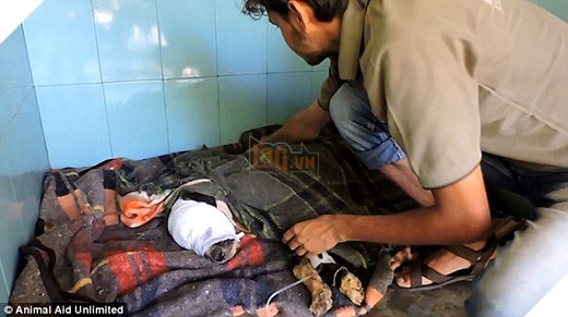 
Kalu được chăm sóc tận tình và bắt đầu hồi phục. (Ảnh: Internet)