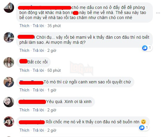 Nhặt được đàn chó con trong bụi cỏ mang về chăm sóc, cặp đôi lại bị trách ngược: “Chó mẹ về không thấy đàn con nó thì làm sao?” 9
