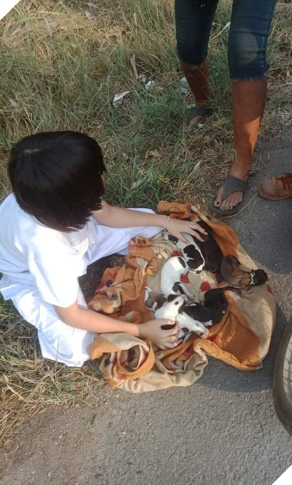 Nhặt được đàn chó con trong bụi cỏ mang về chăm sóc, cặp đôi lại bị trách ngược: “Chó mẹ về không thấy đàn con nó thì làm sao?” 2
