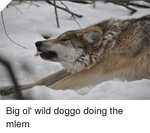 Kết quả hình ảnh cho mlem mlem meme