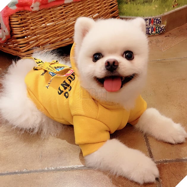  
Không mua size em bé chả lẽ mua size người lớn à? (Ảnh: Boss Yêu)