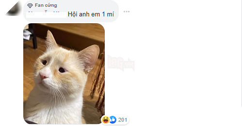  
Những bình luận chẩn đoán tâm tư tình cảm bệnh cho chú mèo của cộng đồng mạng