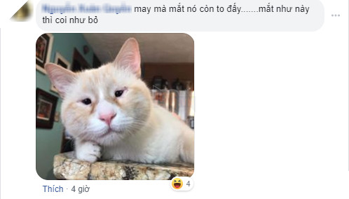  
Những bình luận chẩn đoán tâm tư tình cảm bệnh cho chú mèo của cộng đồng mạng