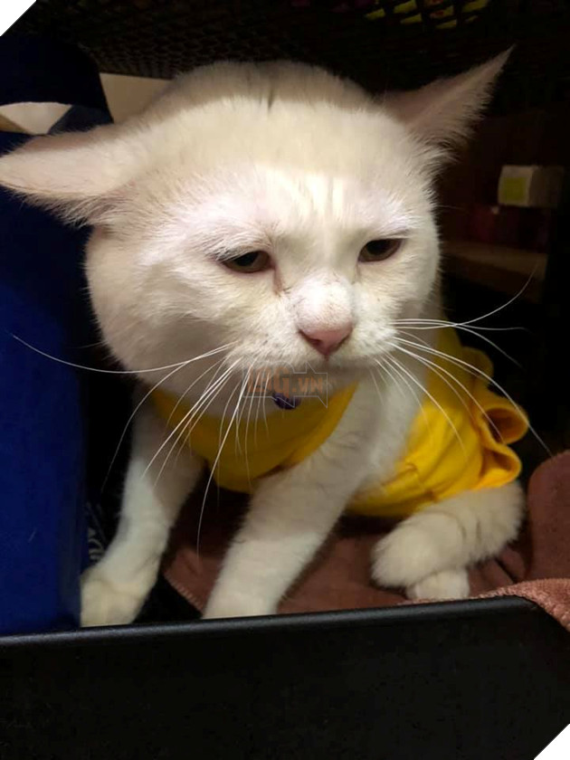  
Nhìn khuôn mặt này dân tình lại tưởng người bị trầm cảm là chú mèo.