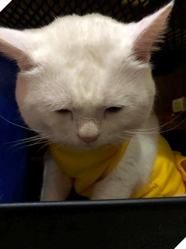  
Dù vui đến mấy thì nhìn khuôn mặt này cũng đủ để tâm trạng tụt dốc không phanh.