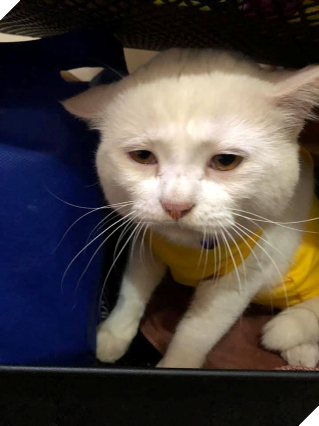  
Gương mặt buồn đến mức thê thảm của chú mèo.