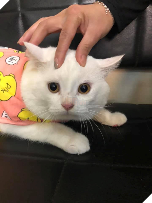  
Khuôn mặt thật đáng yêu bị ẩn giấu sau vẻ buồn đời của chú mèo