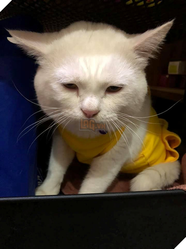  
Hoá ra không phải trầm cảm mà đơn giản, chú mèo chỉ bị sụp mí mà thôi.