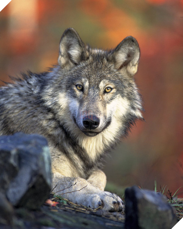 Chuyện buồn ngày Valentine: Cô sói lập kỷ lục đi 14.000 km để kiếm bạn tình, nhưng rồi lại chết trong cô đơn - Ảnh 1.