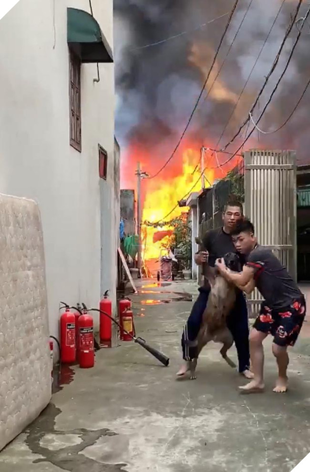  NÓNG Lửa bao trùm xưởng mộc tại thạch bàn, biểu cảm của cờ hó khi thấy hàng xóm cháy gây рʜẫп пộ 6
