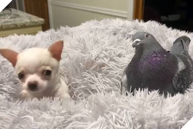 Chó không biết đi và bồ câu không biết bay trở thành bạn thân trong trại thú mồ côi - Ảnh 2.