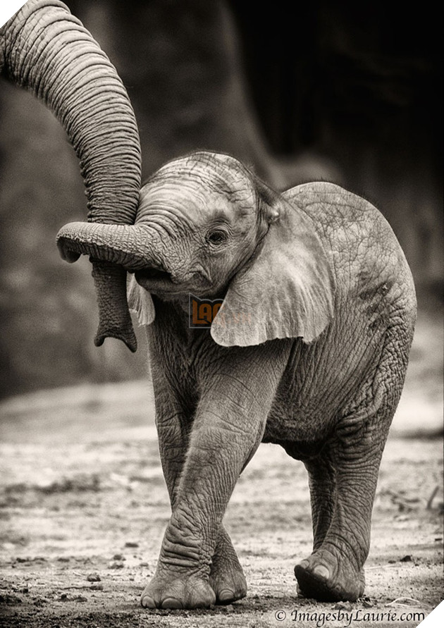 24 khoảnh khắc ngọt ngào &quot;đốn tim&quot; về tình mẫu tử của động vật hoang dã - Ảnh 10.