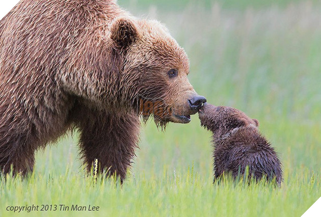 24 khoảnh khắc ngọt ngào &quot;đốn tim&quot; về tình mẫu tử của động vật hoang dã - Ảnh 14.
