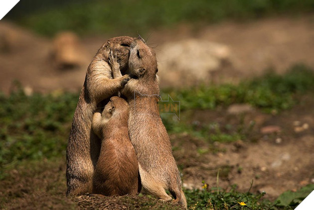 24 khoảnh khắc ngọt ngào &quot;đốn tim&quot; về tình mẫu tử của động vật hoang dã - Ảnh 16.