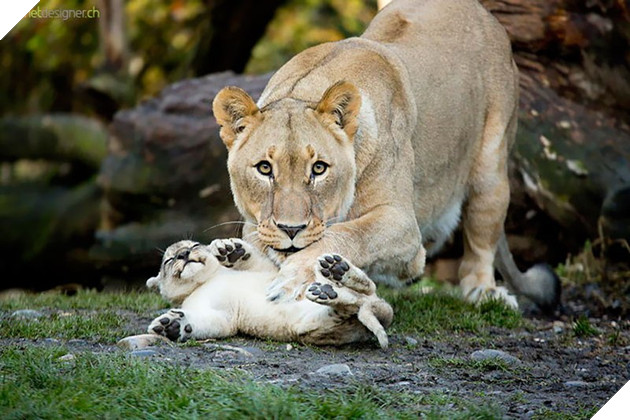 24 khoảnh khắc ngọt ngào &quot;đốn tim&quot; về tình mẫu tử của động vật hoang dã - Ảnh 18.