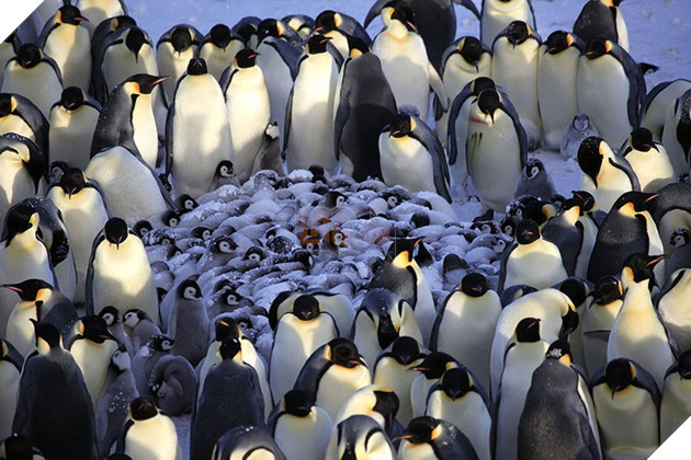 24 khoảnh khắc ngọt ngào &quot;đốn tim&quot; về tình mẫu tử của động vật hoang dã - Ảnh 20.