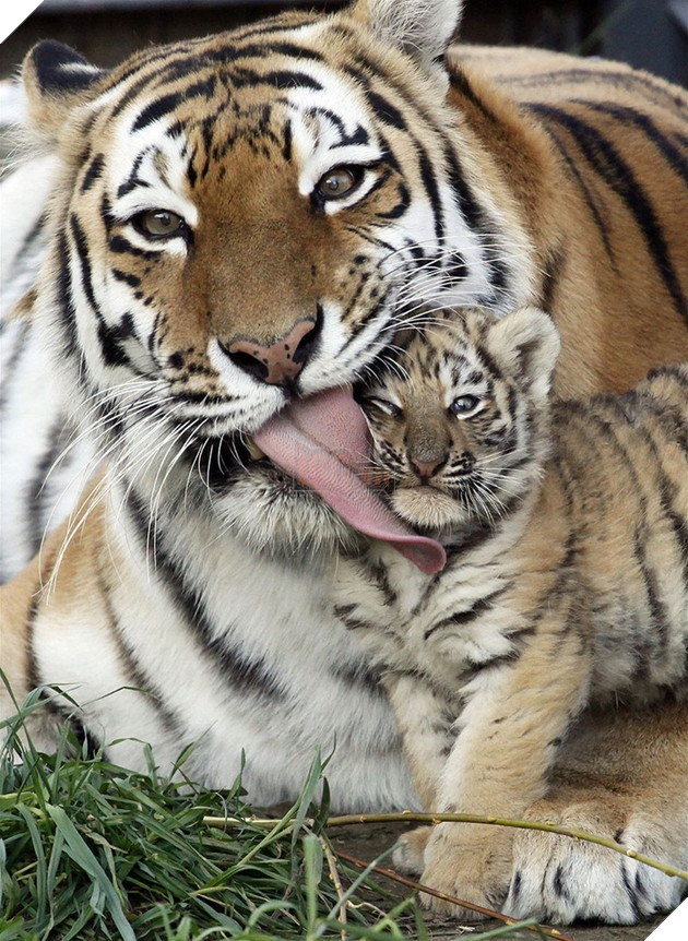 24 khoảnh khắc ngọt ngào &quot;đốn tim&quot; về tình mẫu tử của động vật hoang dã - Ảnh 23.