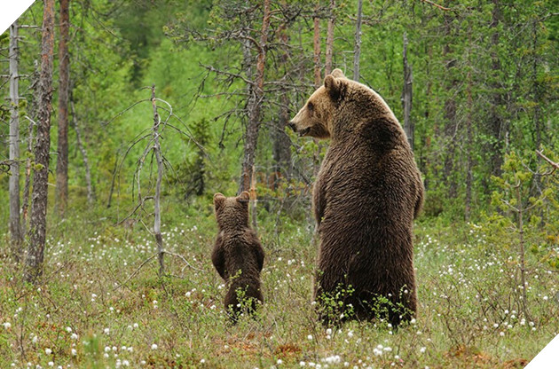 24 khoảnh khắc ngọt ngào &quot;đốn tim&quot; về tình mẫu tử của động vật hoang dã - Ảnh 24.