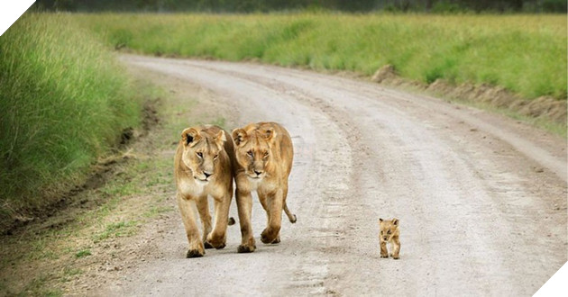 24 khoảnh khắc ngọt ngào &quot;đốn tim&quot; về tình mẫu tử của động vật hoang dã - Ảnh 3.