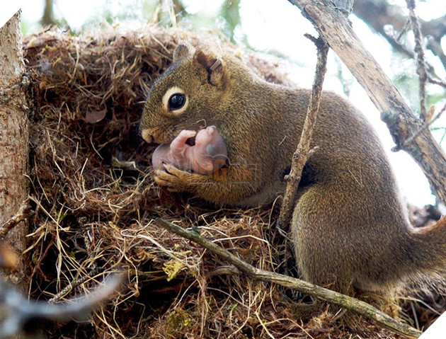 24 khoảnh khắc ngọt ngào &quot;đốn tim&quot; về tình mẫu tử của động vật hoang dã - Ảnh 7.