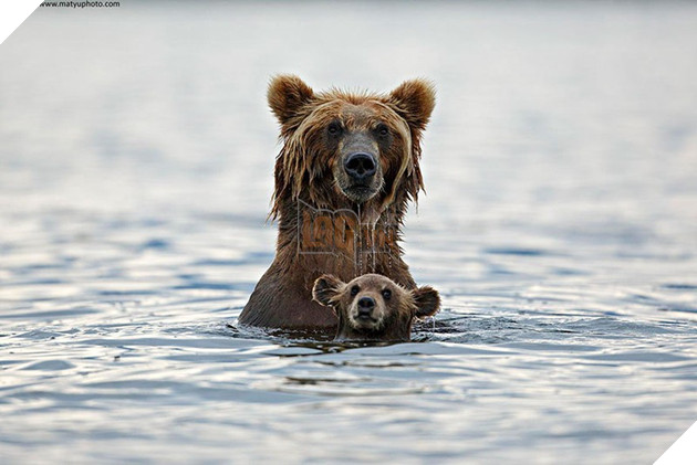 24 khoảnh khắc ngọt ngào &quot;đốn tim&quot; về tình mẫu tử của động vật hoang dã - Ảnh 8.