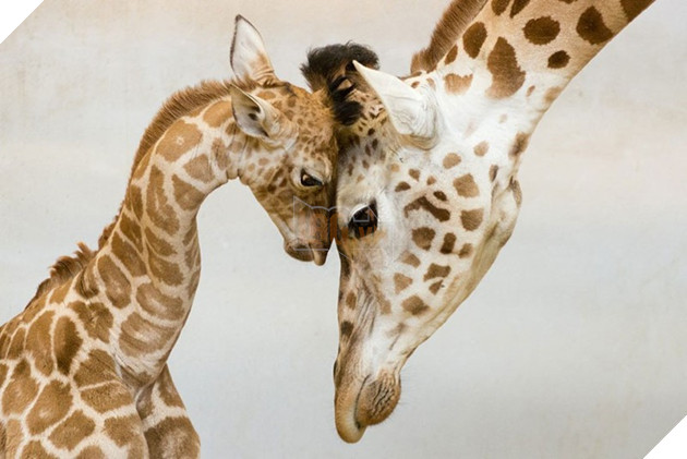 24 khoảnh khắc ngọt ngào &quot;đốn tim&quot; về tình mẫu tử của động vật hoang dã - Ảnh 9.