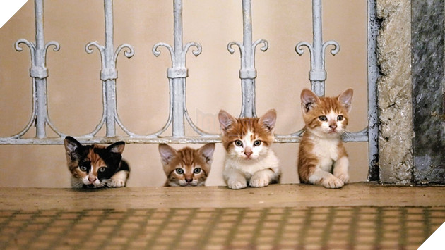 Tổng hợp những tựa phim về mèo ngọt ngào như Adorable Home Phần 2  6