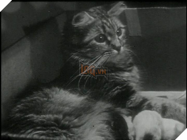Tổng hợp những tựa phim về mèo ngọt ngào như Adorable Home Phần 1  5