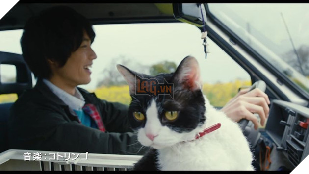 Tổng hợp những tựa phim về mèo ngọt ngào như Adorable Home Phần 2  2