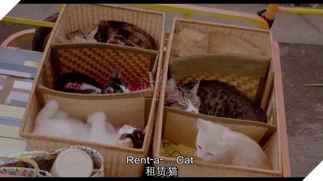 Tổng hợp những tựa phim về mèo ngọt ngào như Adorable Home Phần 2  8