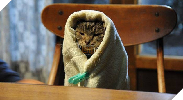 Tổng hợp những tựa phim về mèo ngọt ngào như Adorable Home Phần 2  11