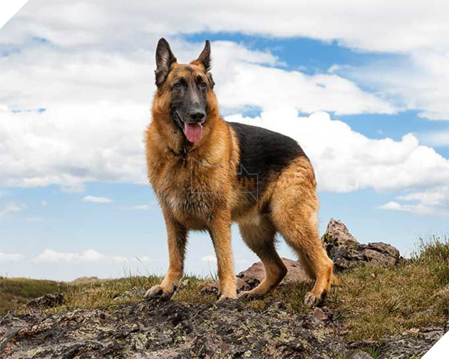 Cảm động chú chó bơi hơn 11 tiếng đồng hồ để tìm người cứu chủ